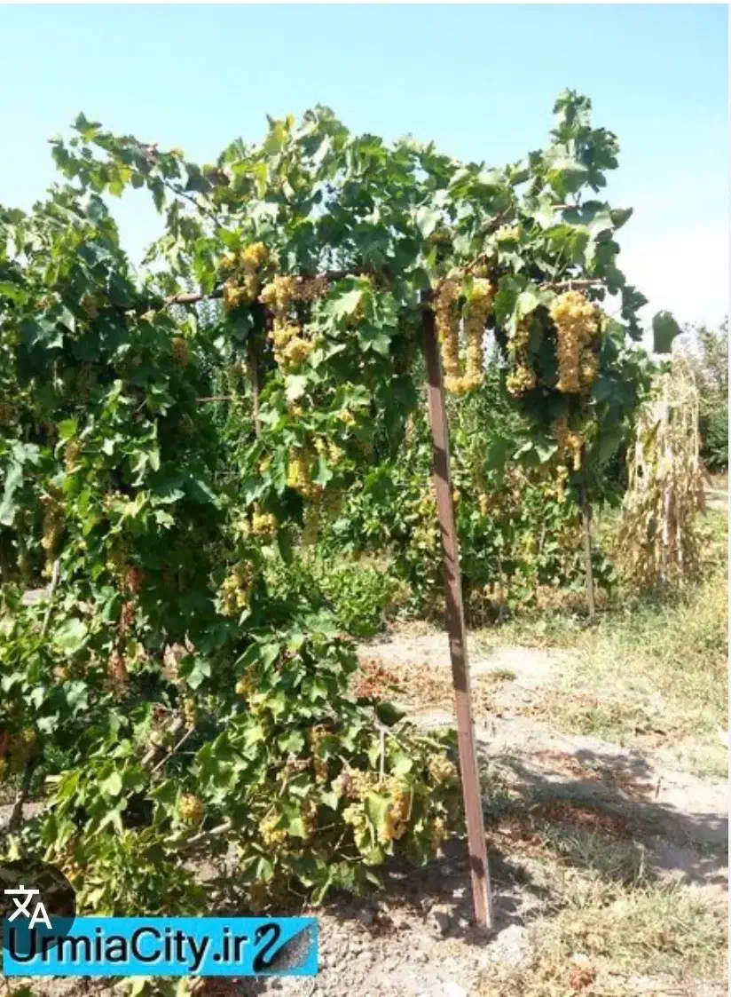 فروش ویلا باغ در برجاده خالداباد حیدرلو|فروش خانه و ویلا|نوشین شهر, |دیوار