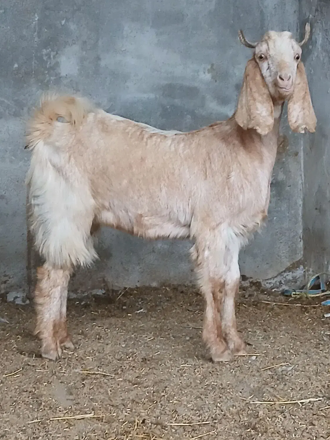 بزغاله ماده اس اس|حیوانات مزرعه|آق قلا, |دیوار