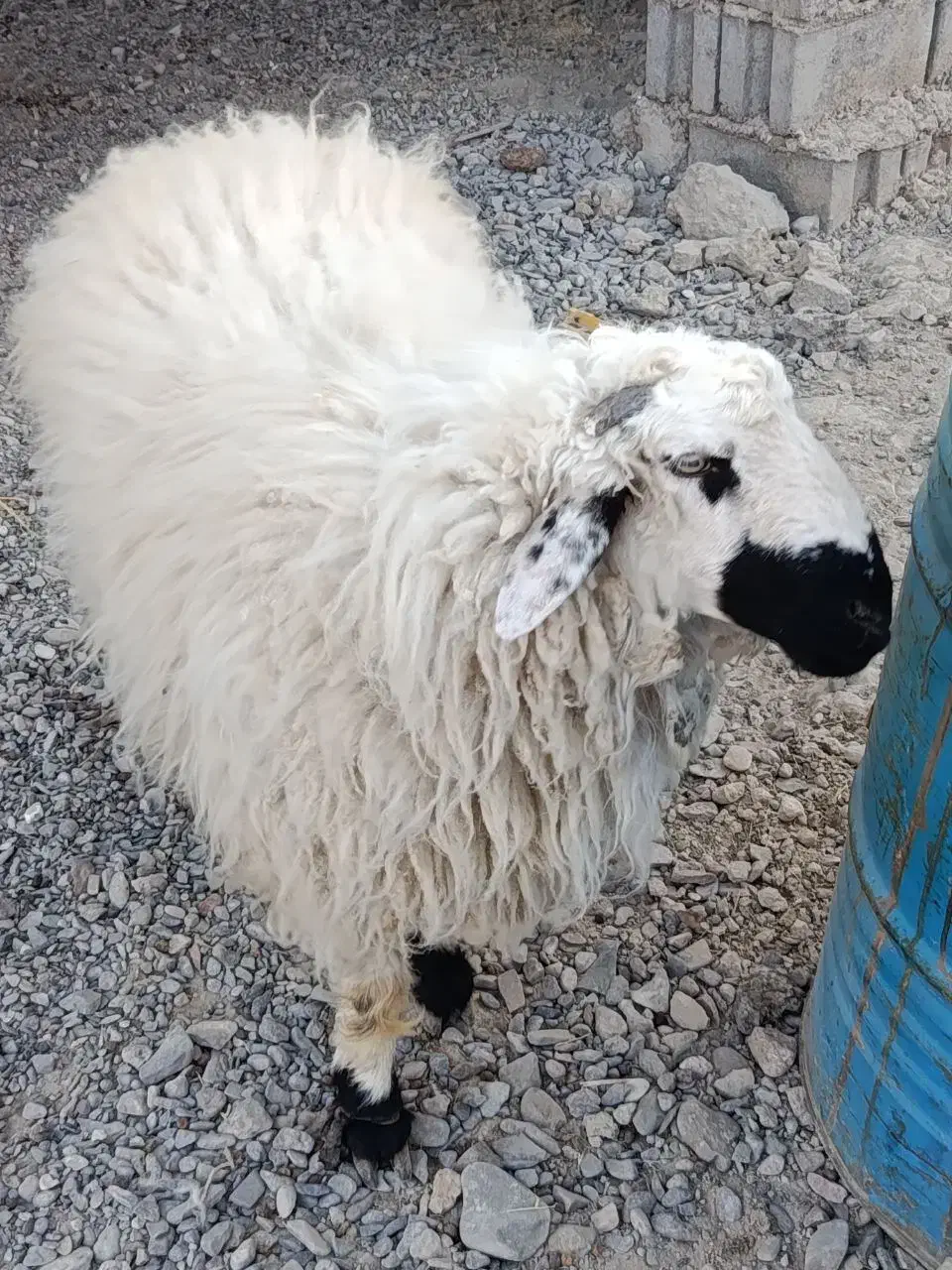 بره نر|حیوانات مزرعه|نیمروز, |دیوار