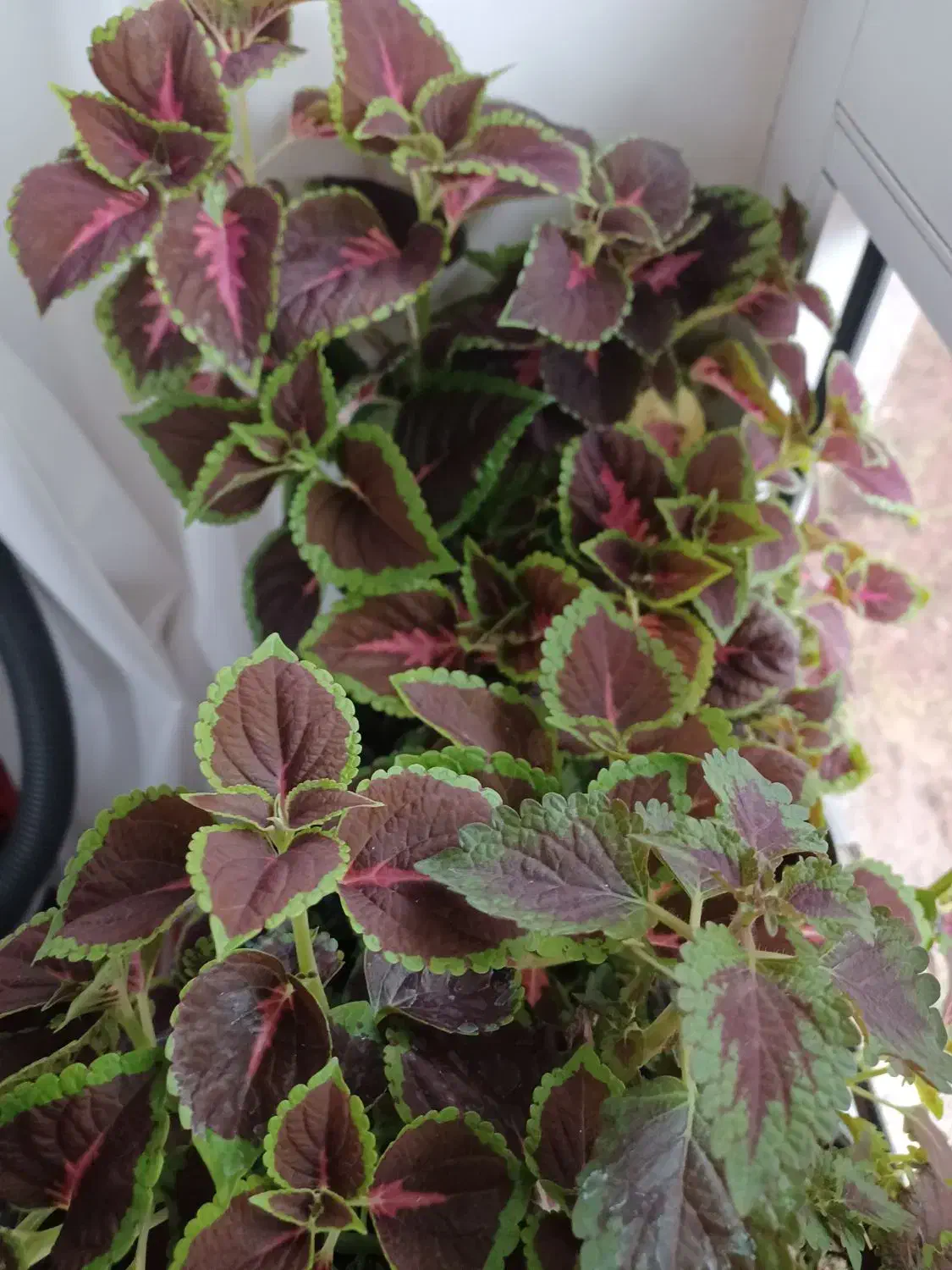 گل های طبیعی وزیبا|گل و گیاه طبیعی|خسروشاه, |دیوار