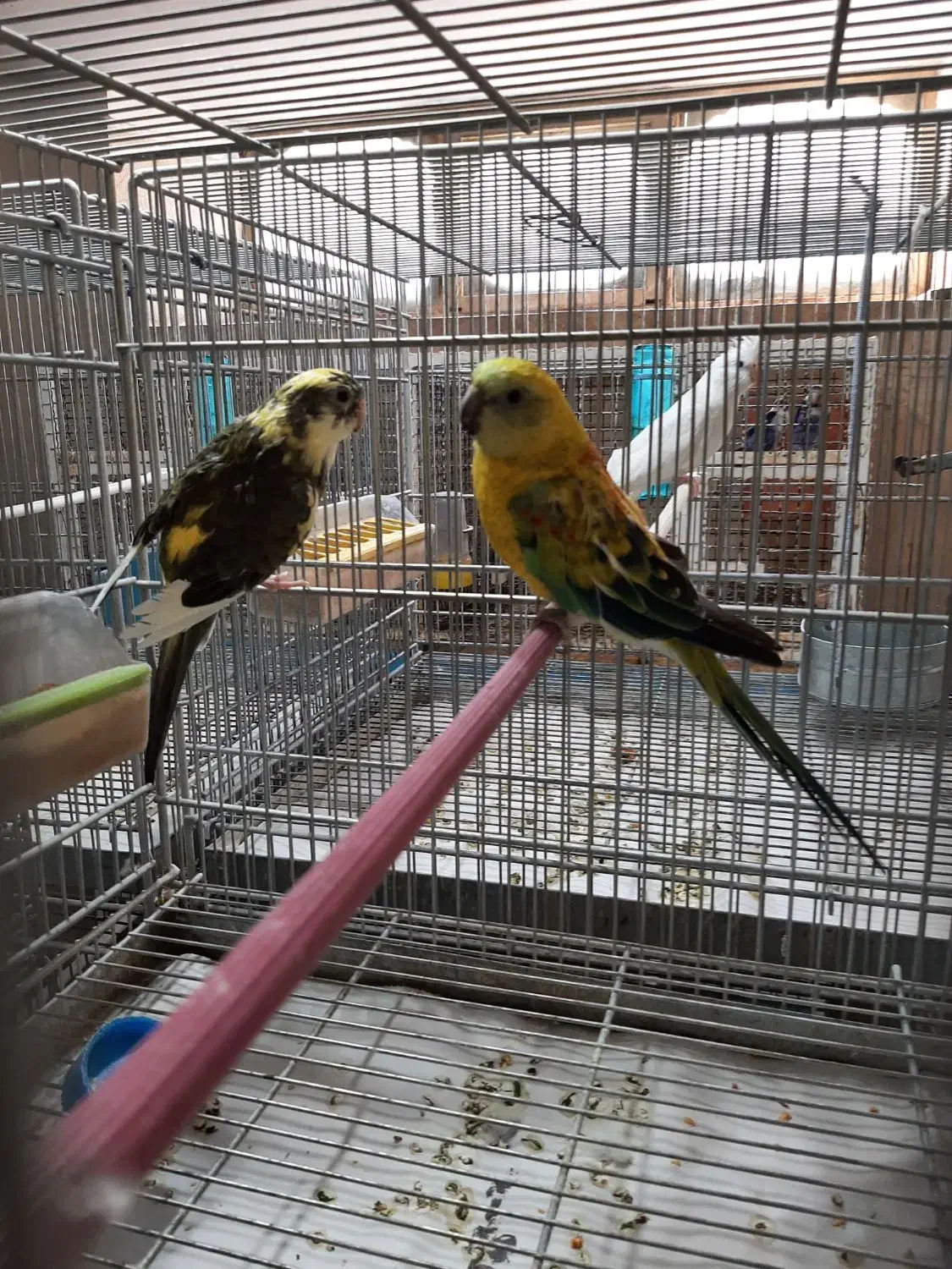 طوطی آوازه خوان|پرنده|جهرم, |دیوار