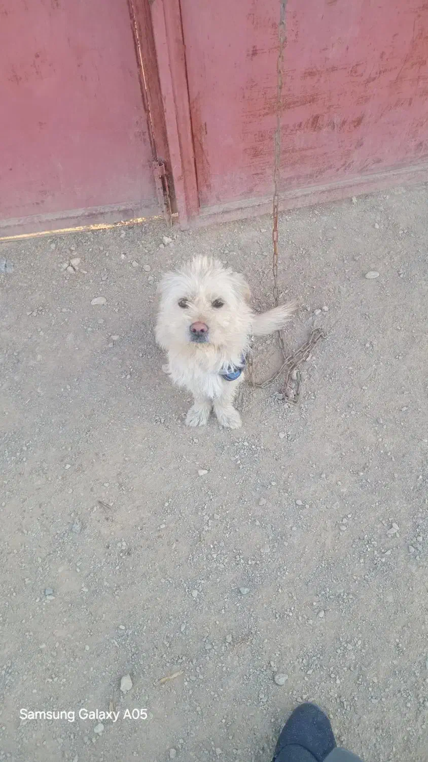 سگ پاکوتاه ماده|سگ|خمین, |دیوار