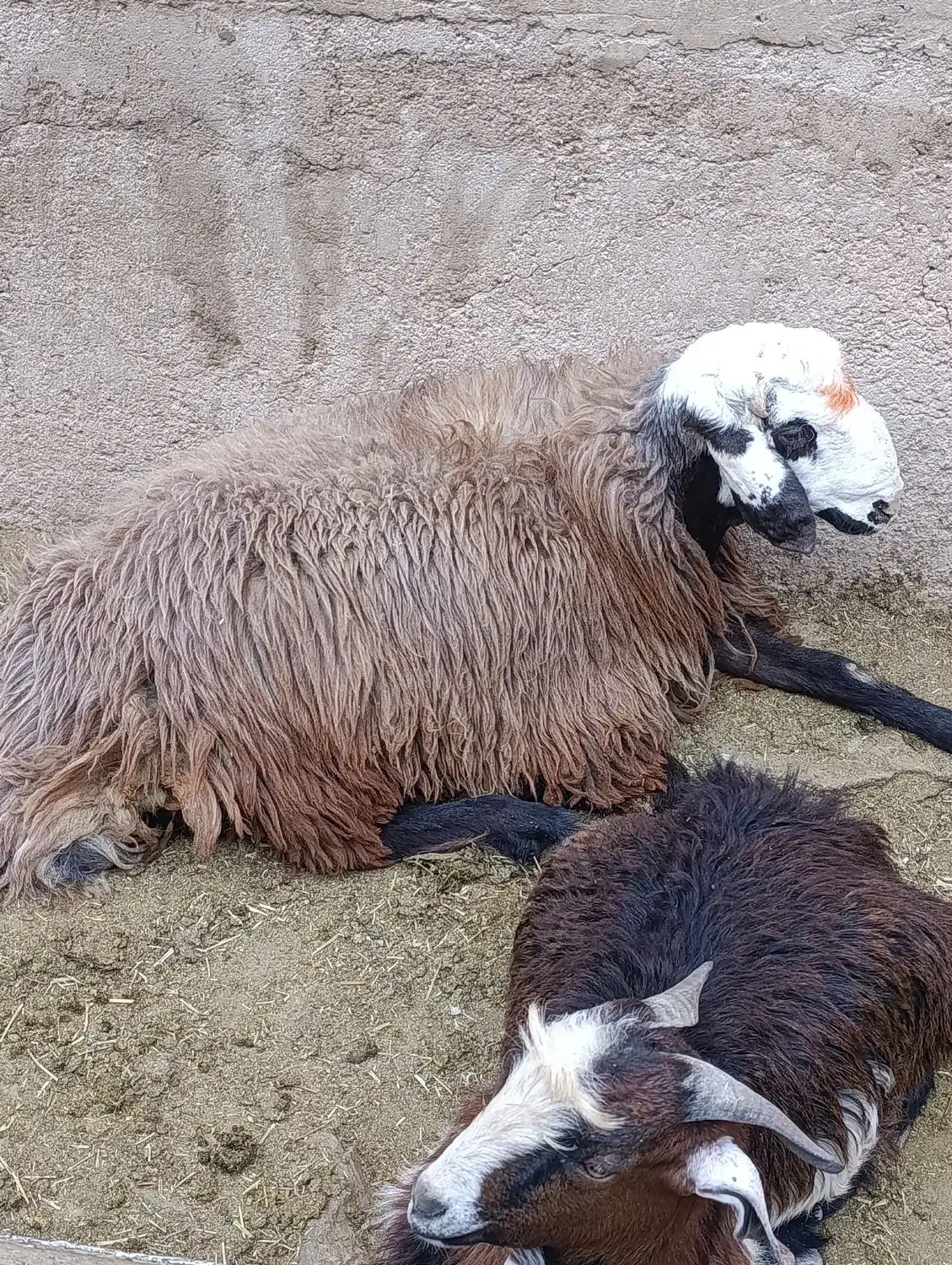 بره نر|حیوانات مزرعه|مرودشت, محمد آباد|دیوار