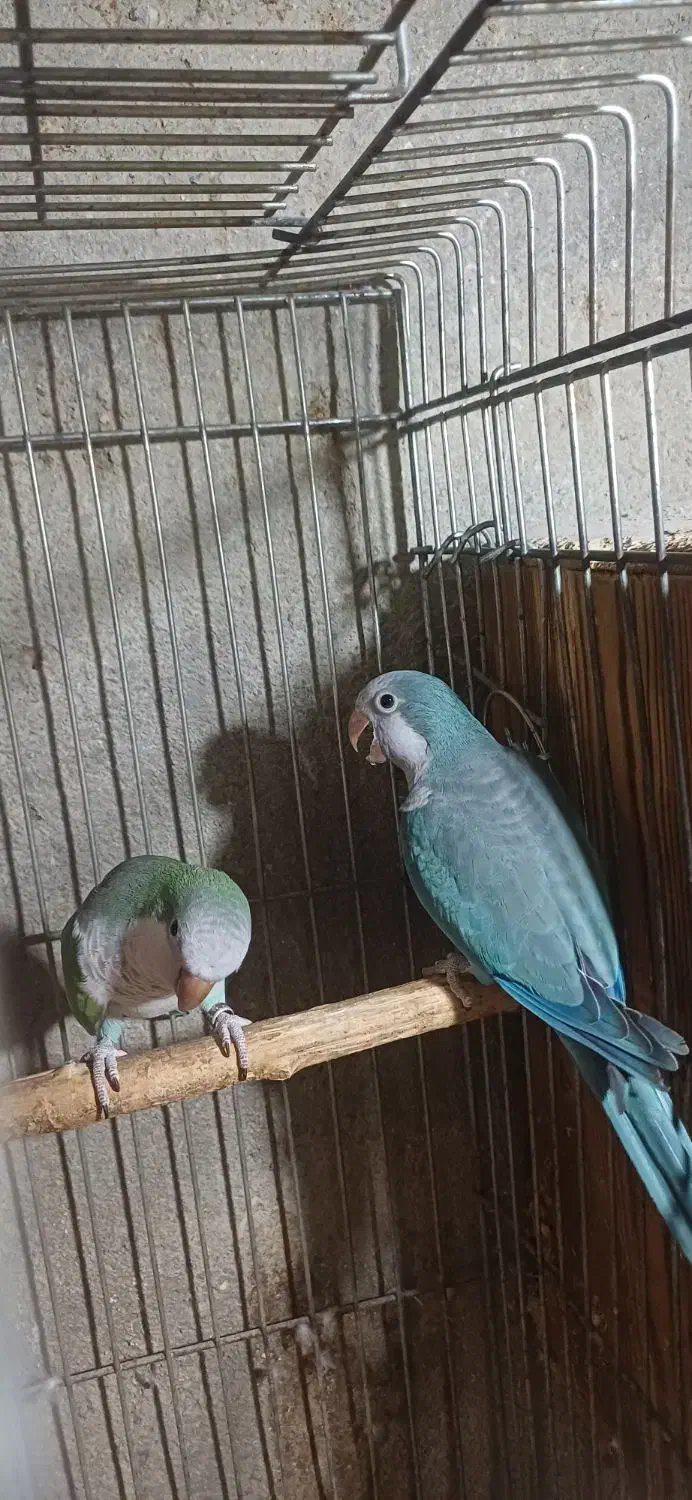 فروش جفت راهب|پرنده|ماسال, |دیوار