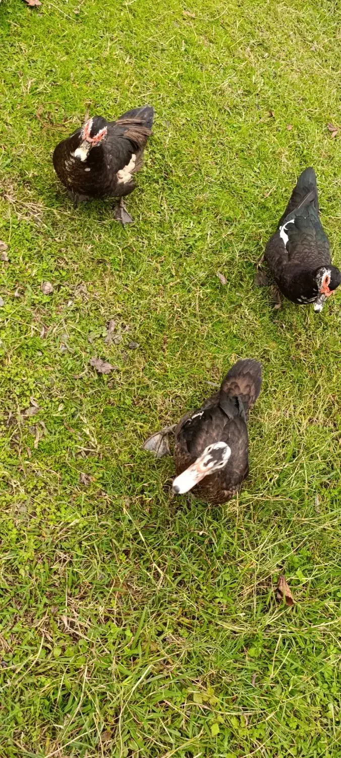 اردک اسرائیلی|حیوانات مزرعه|لاهیجان, بازکیاگوراب|دیوار