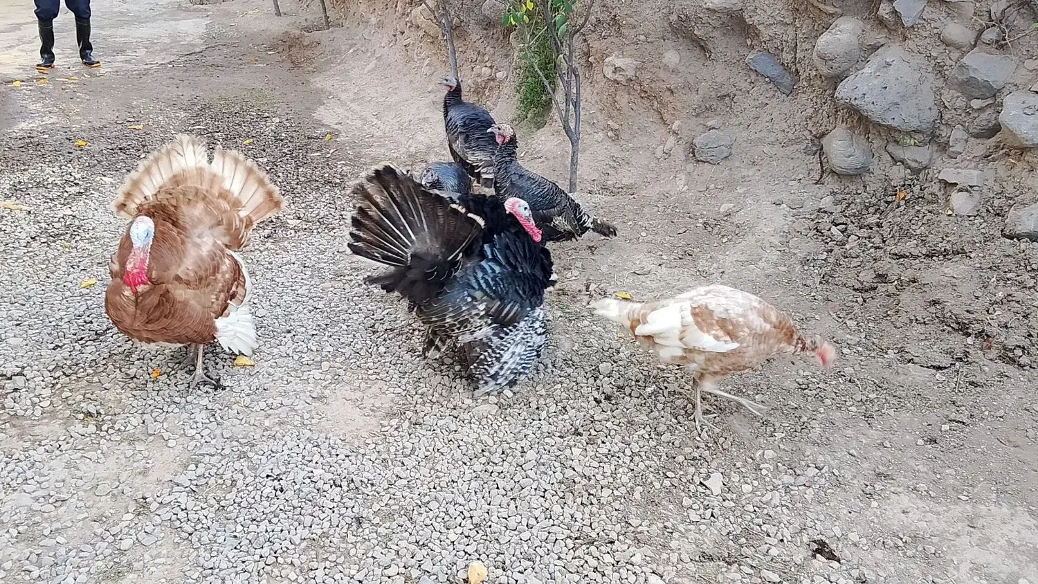 بوقلمون ۳۰۰|حیوانات مزرعه|مشگین شهر, |دیوار