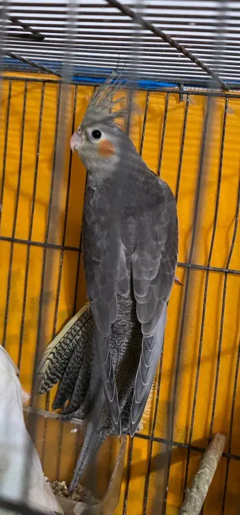 عروس هلندی|پرنده|رشت, پارک شهر|دیوار