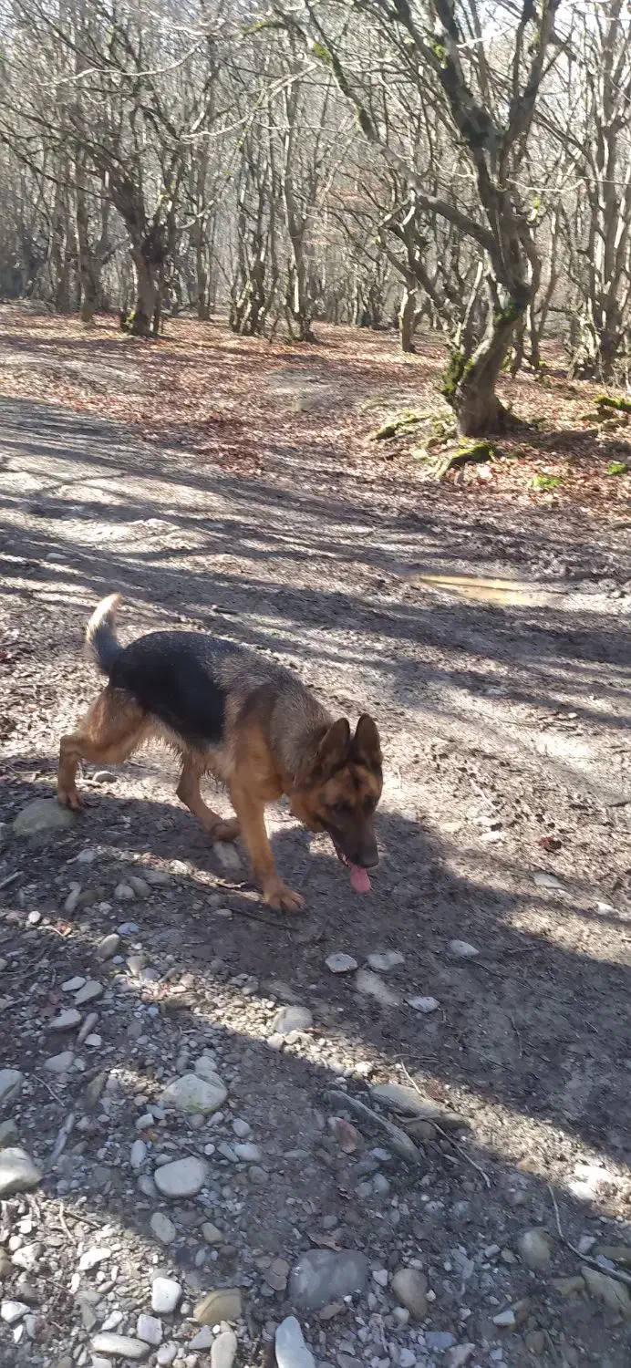 سگ ژرمن شولاین|سگ|گرگان, |دیوار