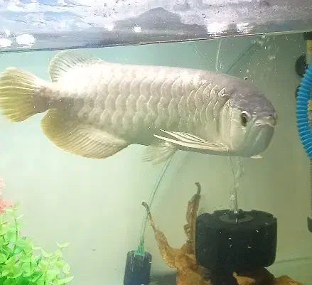 ماهی آروانا گلد هایبک|ماهی|مشکین‌دشت, |دیوار