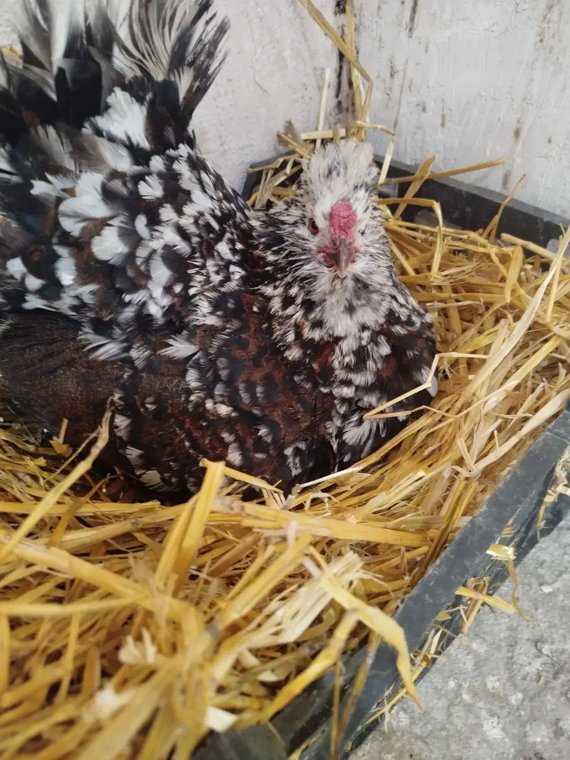 مرغ گلین|حیوانات مزرعه|جوکار, |دیوار