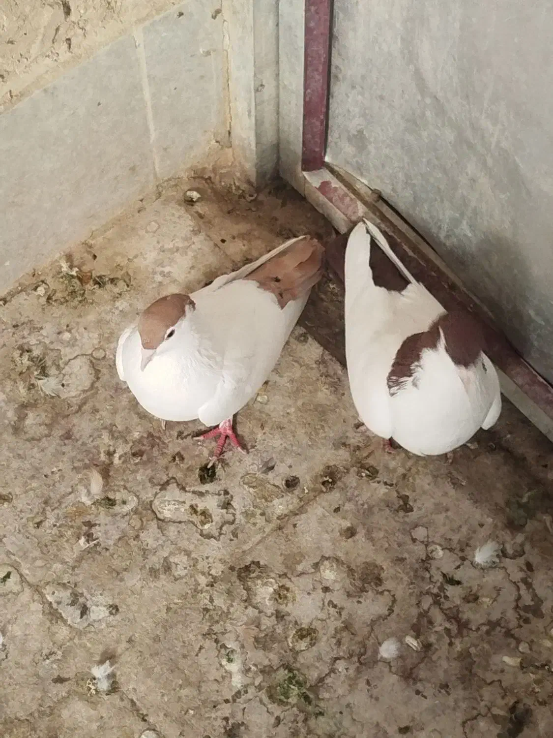 خالدم  سرخ|پرنده|چناران, |دیوار