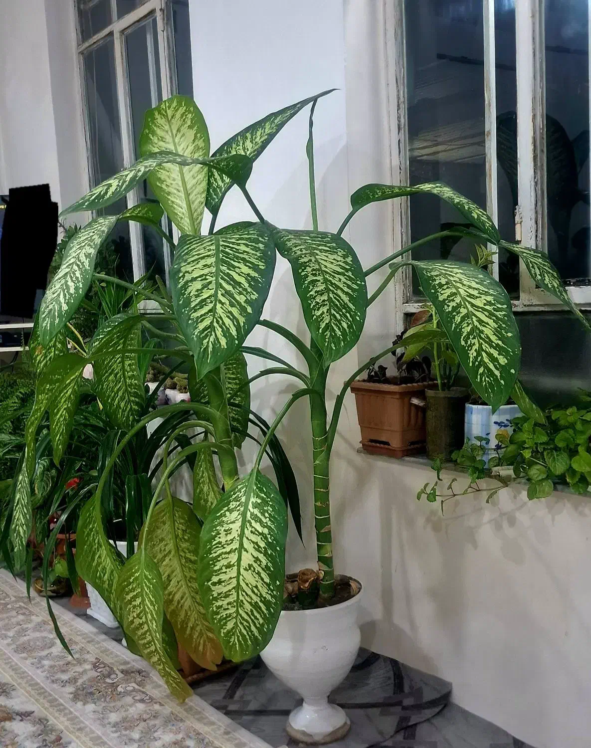 گل فروشی بزرگ|گل و گیاه طبیعی|پیرانشهر, |دیوار