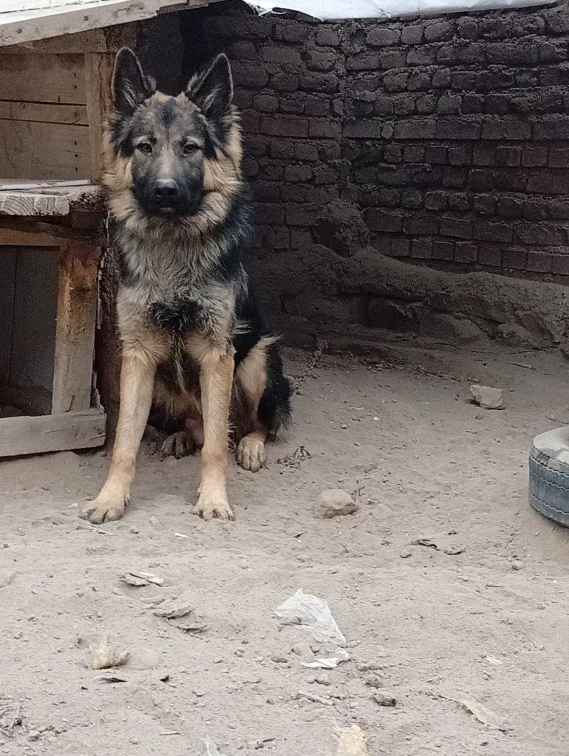 ژرمن شپرد مو بلند|سگ|گوگان, |دیوار