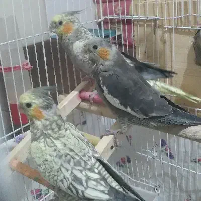 عروس هلندی|پرنده|لاهیجان, انقلاب|دیوار