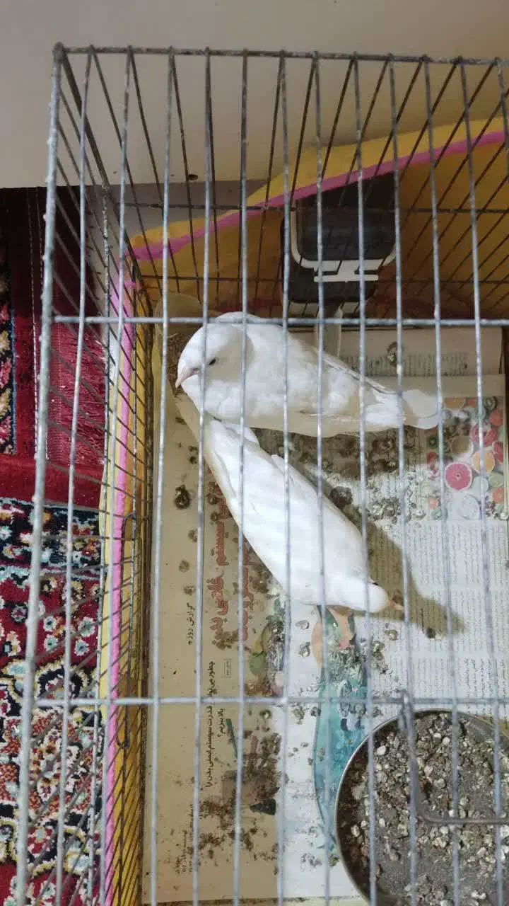 یک جفت کبوتر سفید و مرغ مینای سخنگو|پرنده|تهران, شیخ هادی|دیوار