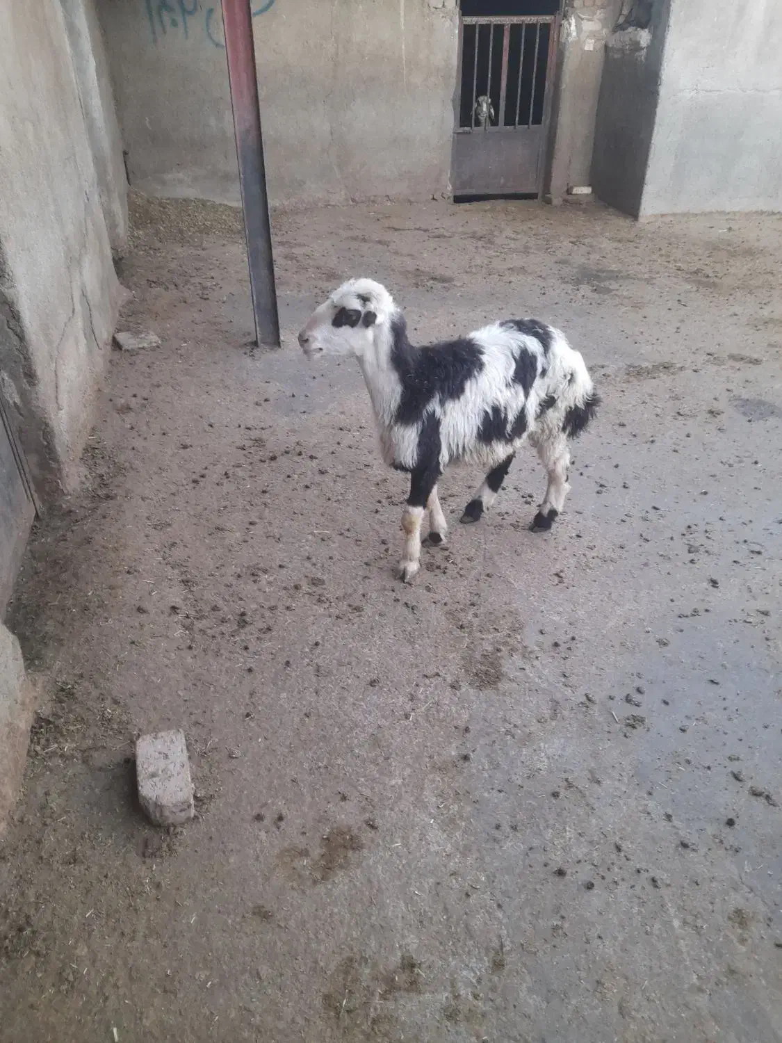 گوسفند مزرعه|حیوانات مزرعه|شیروان (لرستان), |دیوار