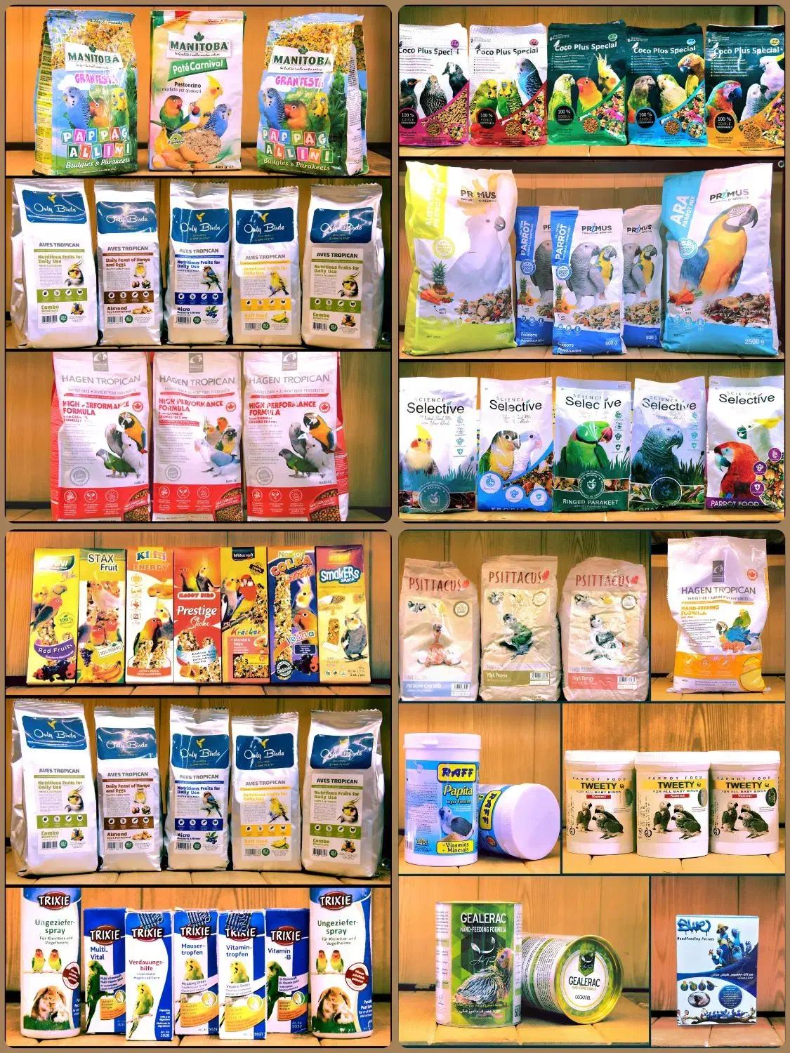 کاسکوشاه طوطی ملنگو راهب گرینچیک عروس هلندی قناری|پرنده|مشهد, هفت تیر (آب و برق)|دیوار