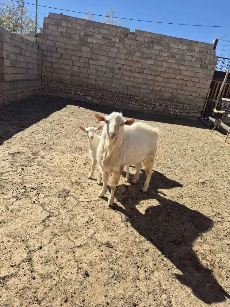 فروش چپش یه ساله سانن اصل|حیوانات مزرعه|بروجن, |دیوار