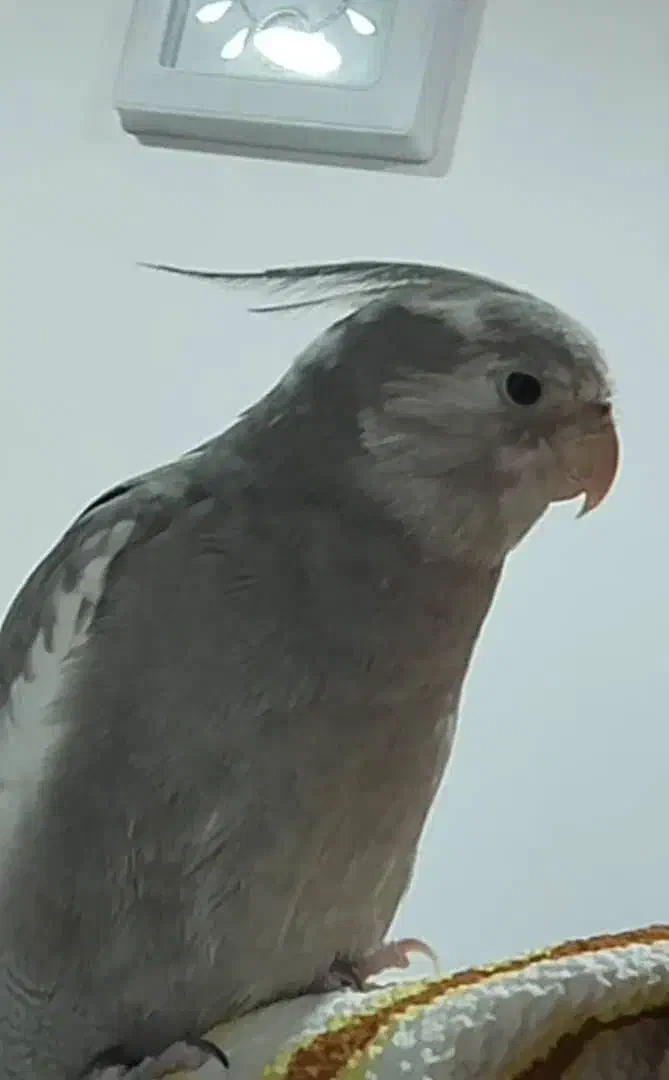 عروس هلندی گمشده|حیوانات|جم, |دیوار