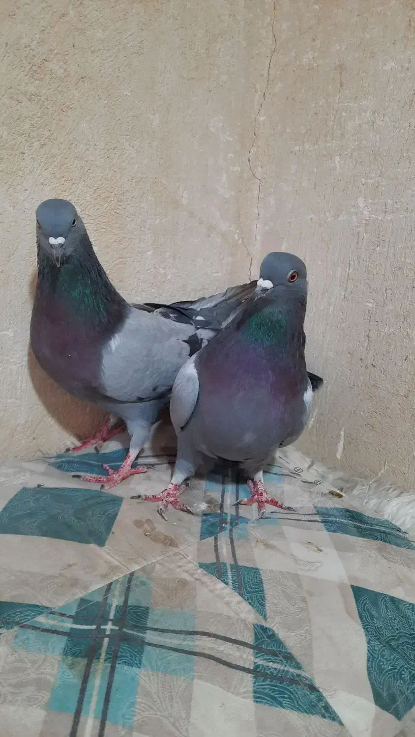 نروماده اصفهانی پربشن|پرنده|خمینیشهر, |دیوار