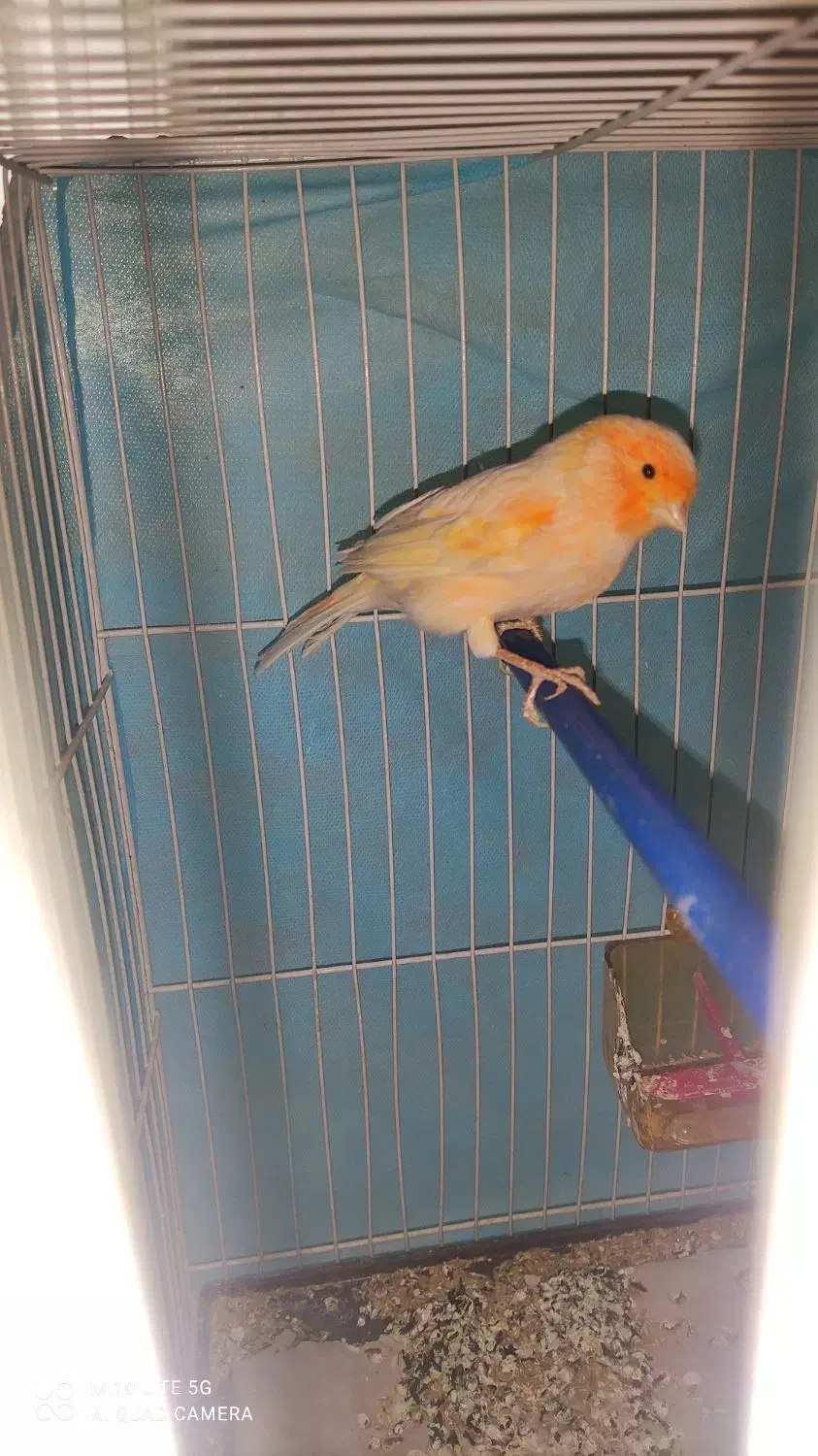 قناری نر|پرنده|مشهد, شهرک مهرگان|دیوار