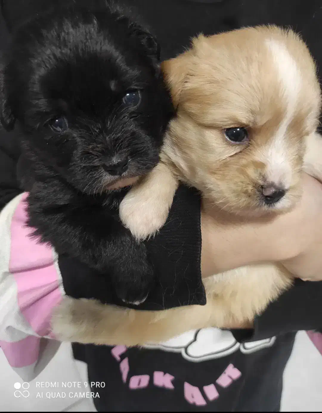 سگ پامر / شینزو|سگ|گلبهار, شهر جدید گلبهار|دیوار