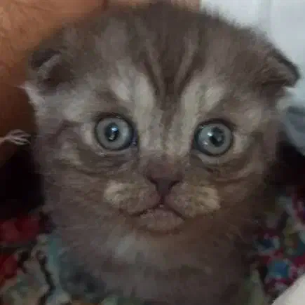 گربه اسکاتیش فولد|گربه|رفسنجان, |دیوار