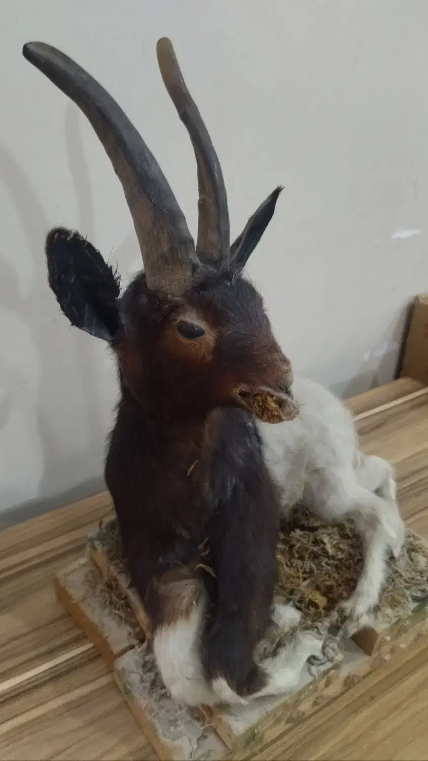 مجسمه تزئینی دکوری|مجسمه، تندیس، ماکت|اهواز, کمپلو جنوبی|دیوار