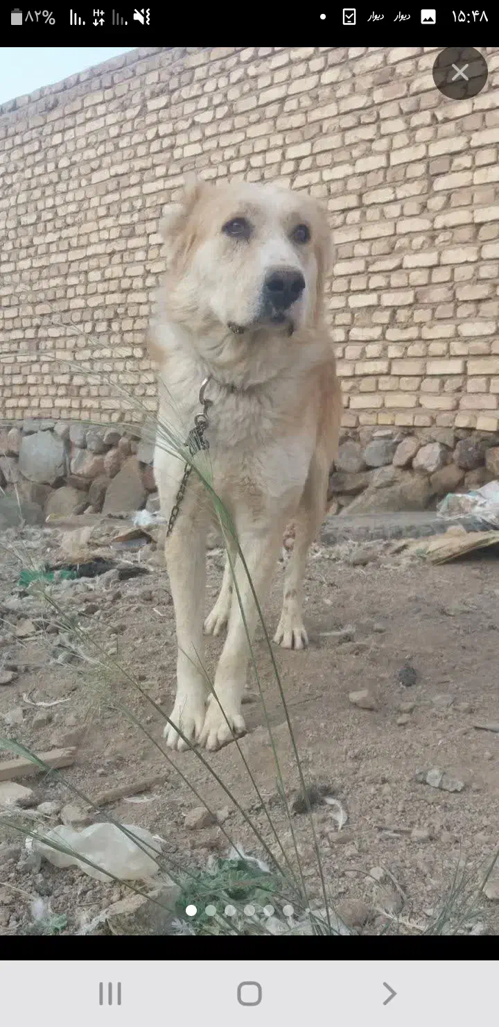 سگ بزرگ|سگ|تفت, |دیوار