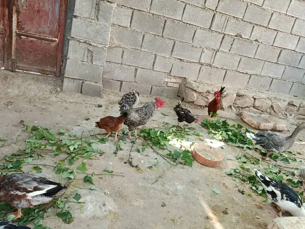 غاز و خروس|حیوانات مزرعه|چمران, |دیوار