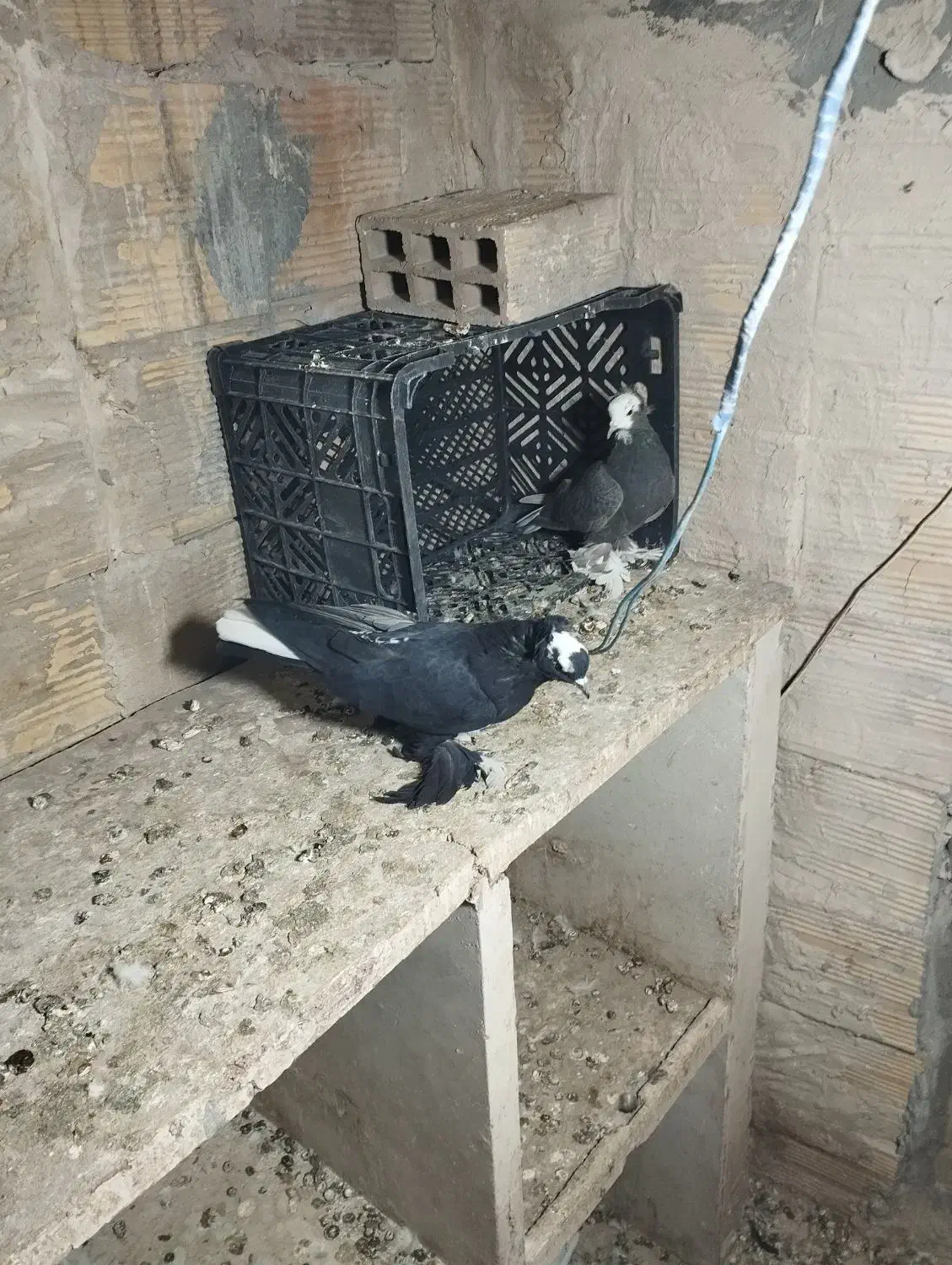 کبوتر های سالم|پرنده|تبریز, |دیوار