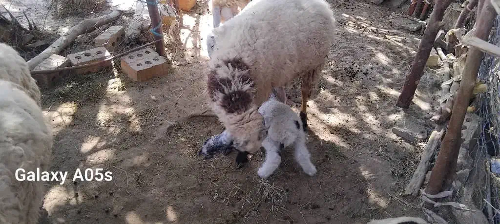 گوسفند فروشی|حیوانات مزرعه|ایرانشهر, |دیوار