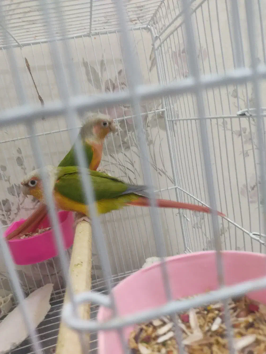 گرینچیک|پرنده|تربتحیدریه, یحیی آباد|دیوار