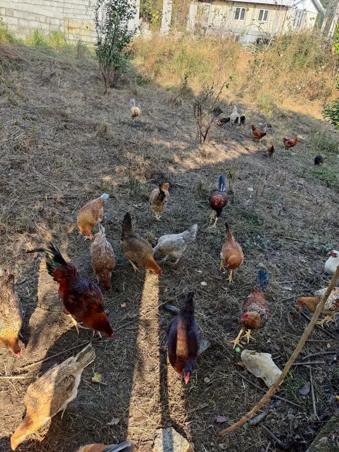 فروش مرغ و خروس تعداد محدود|حیوانات مزرعه|اسالم, |دیوار