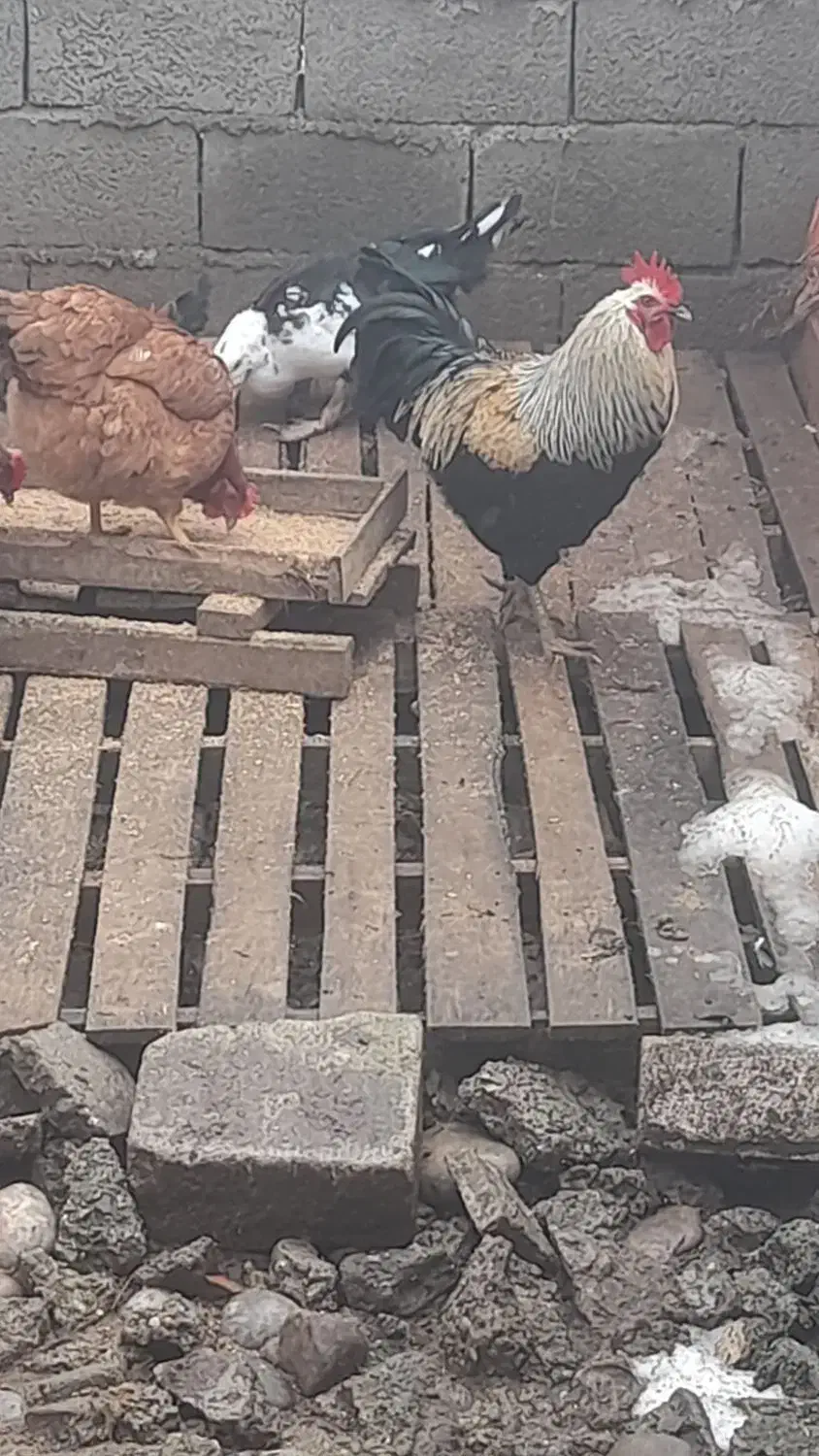 خروس محلی|حیوانات مزرعه|قائمشهر, |دیوار