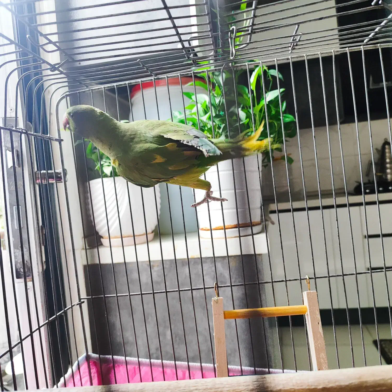 طوطی ملنگو|پرنده|گرگان, |دیوار