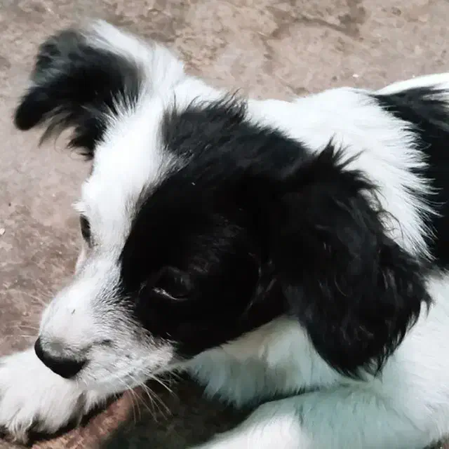 فروشی واکسن خورده حرف گوش کن آروم بی سروصدا|سگ|فیروزکوه, |دیوار