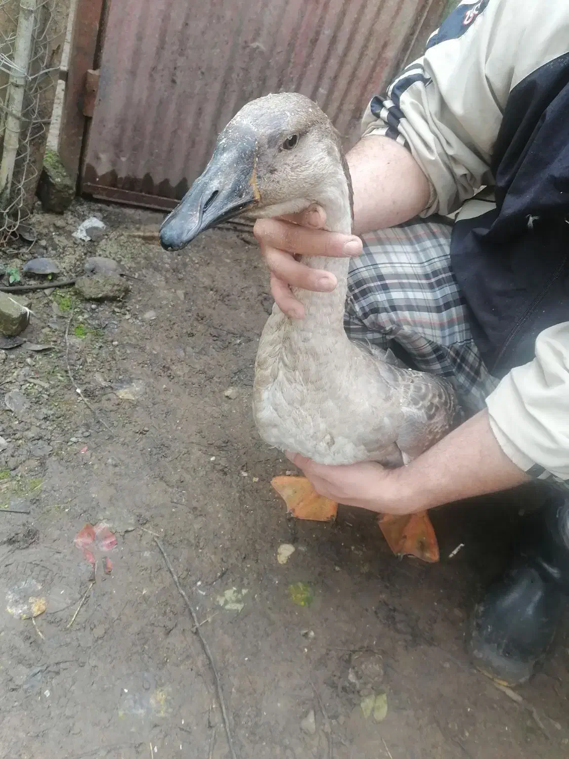 قو غاز و خروس|حیوانات مزرعه|سیاهکل, |دیوار