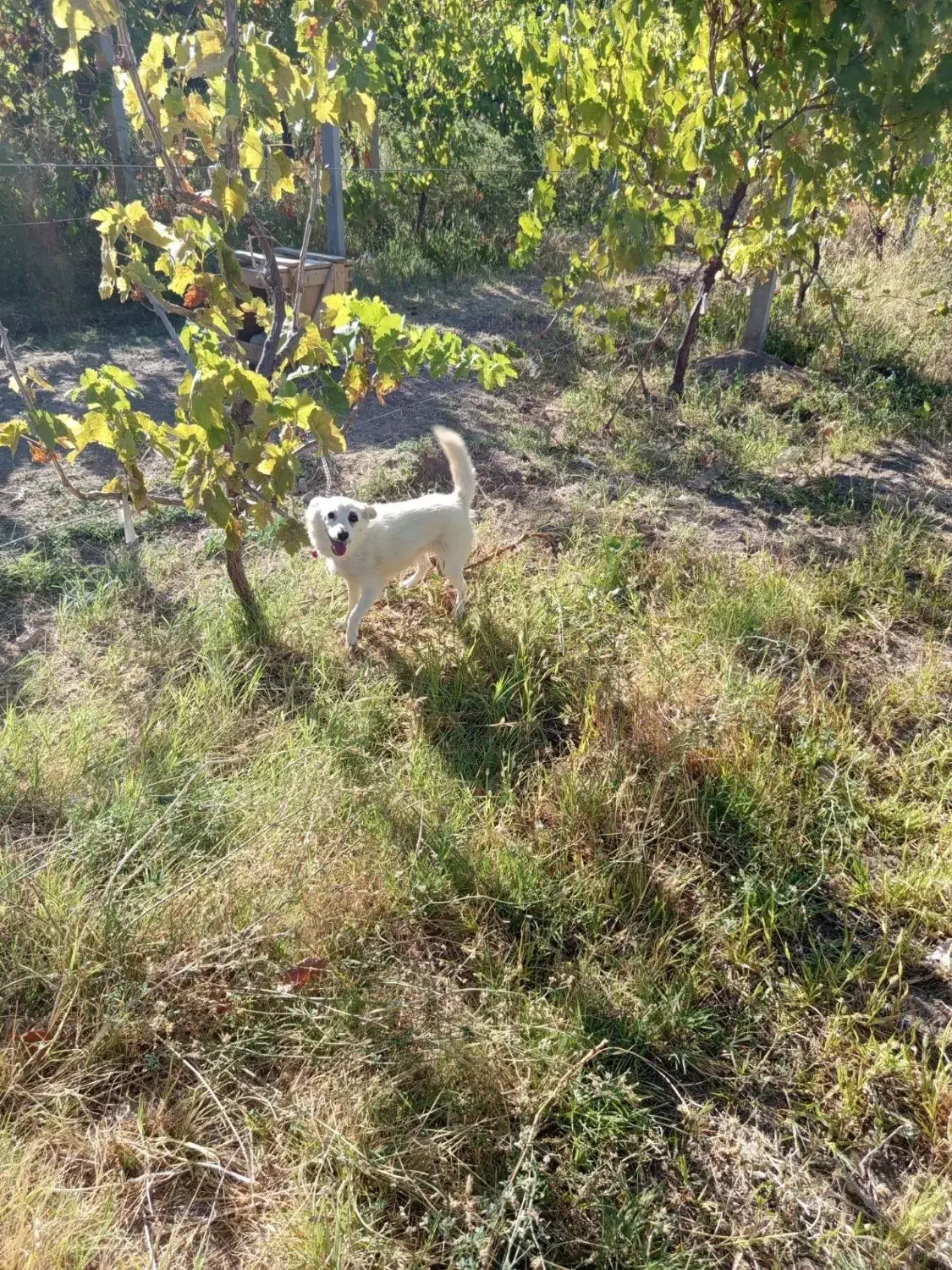 سگ پاکوتاه|سگ|شاهین دژ, |دیوار