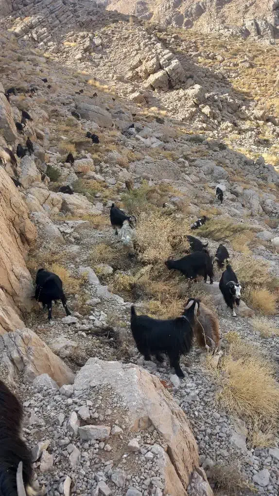 ۱۴راس بز جوان|حیوانات مزرعه|کوهدشت, |دیوار