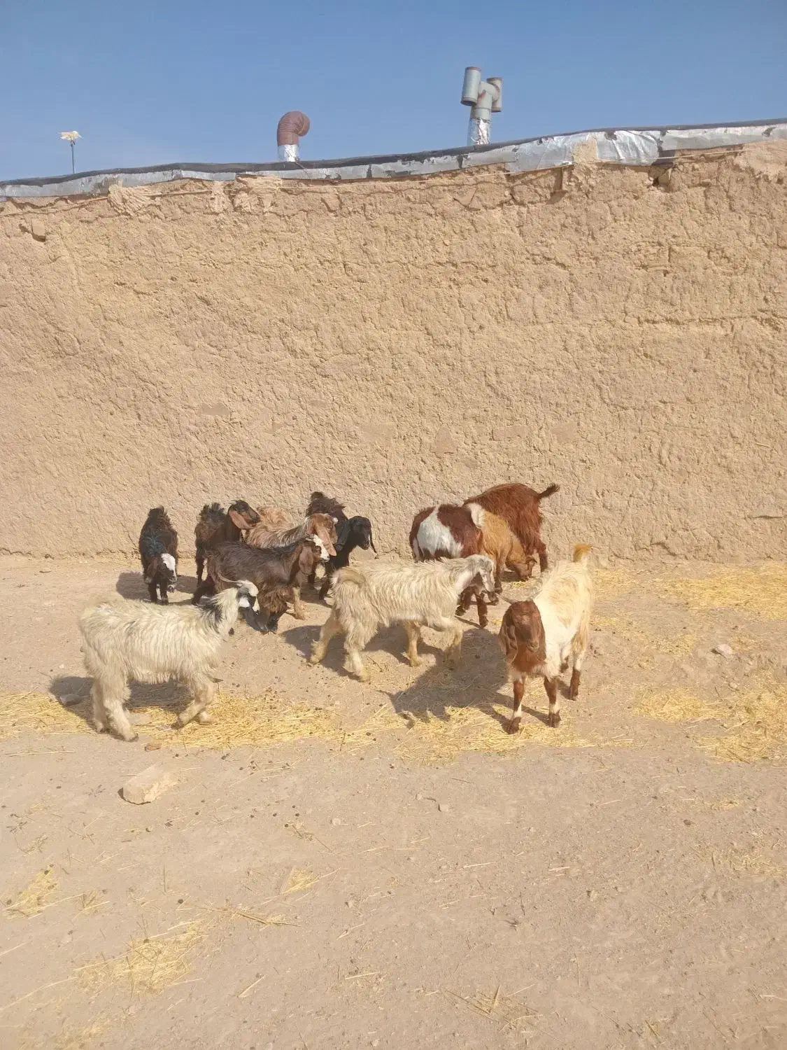 بره ماده|حیوانات مزرعه|همدان, |دیوار