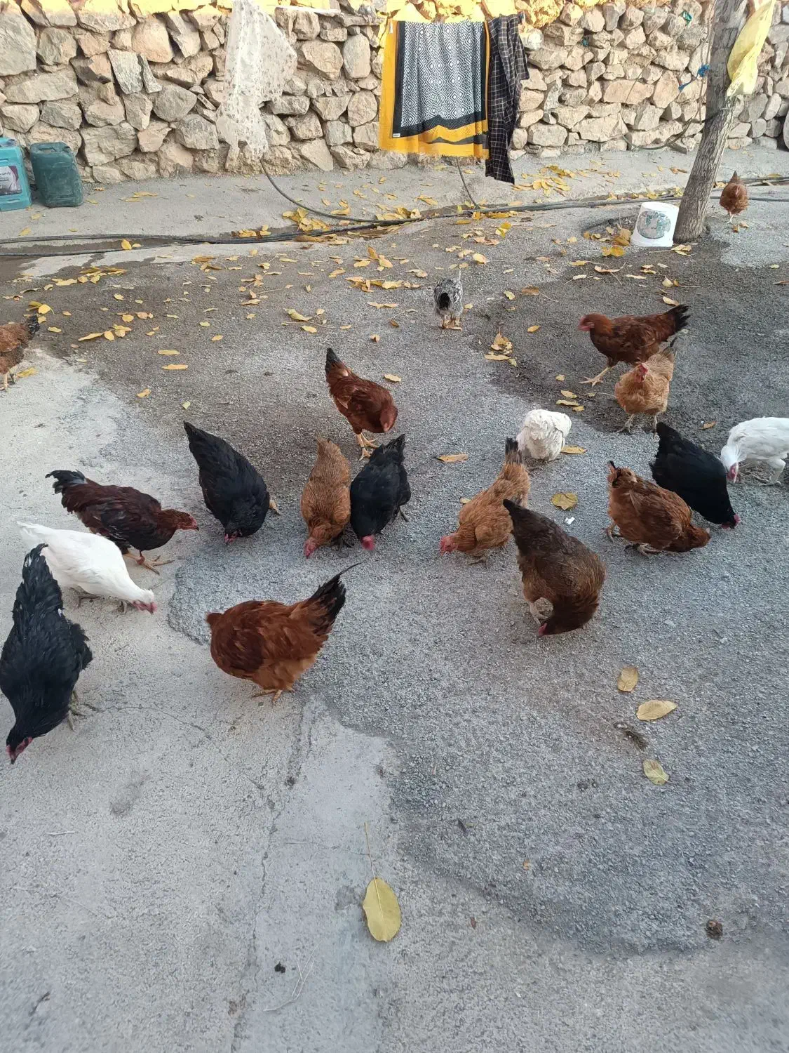 ۳۵ تا مرغ خروس|حیوانات مزرعه|فیروزآباد (لرستان), |دیوار