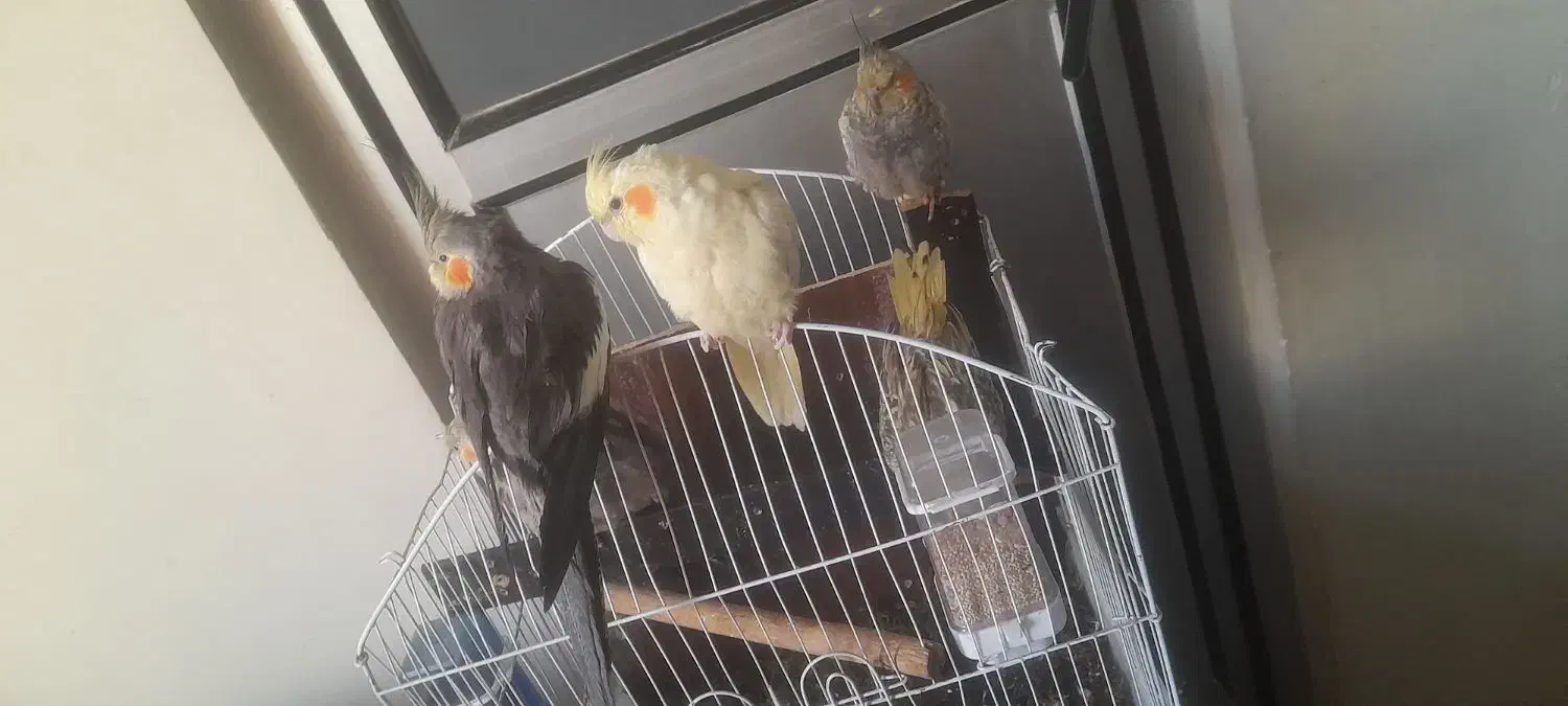 ۵عدد جوجه عروس هلندی دونه ای ۴۰۰|پرنده|قرچک, میرزائی شمالی|دیوار