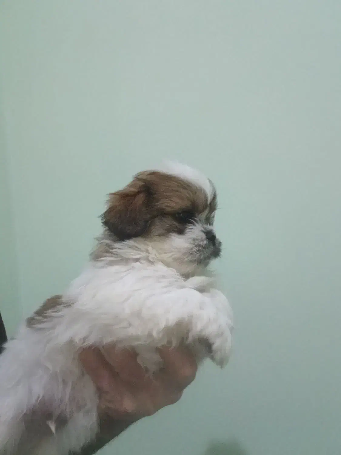 توله شیتزوتریر(فول کیفیت)|سگ|قزوین, |دیوار