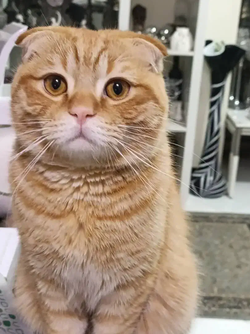 واگذاری گربه|گربه|کرج, ساماندهی|دیوار