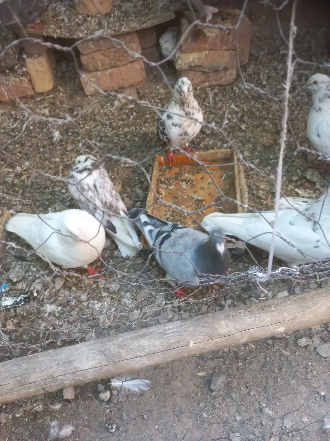 کفتر عالی|پرنده|بافت, |دیوار