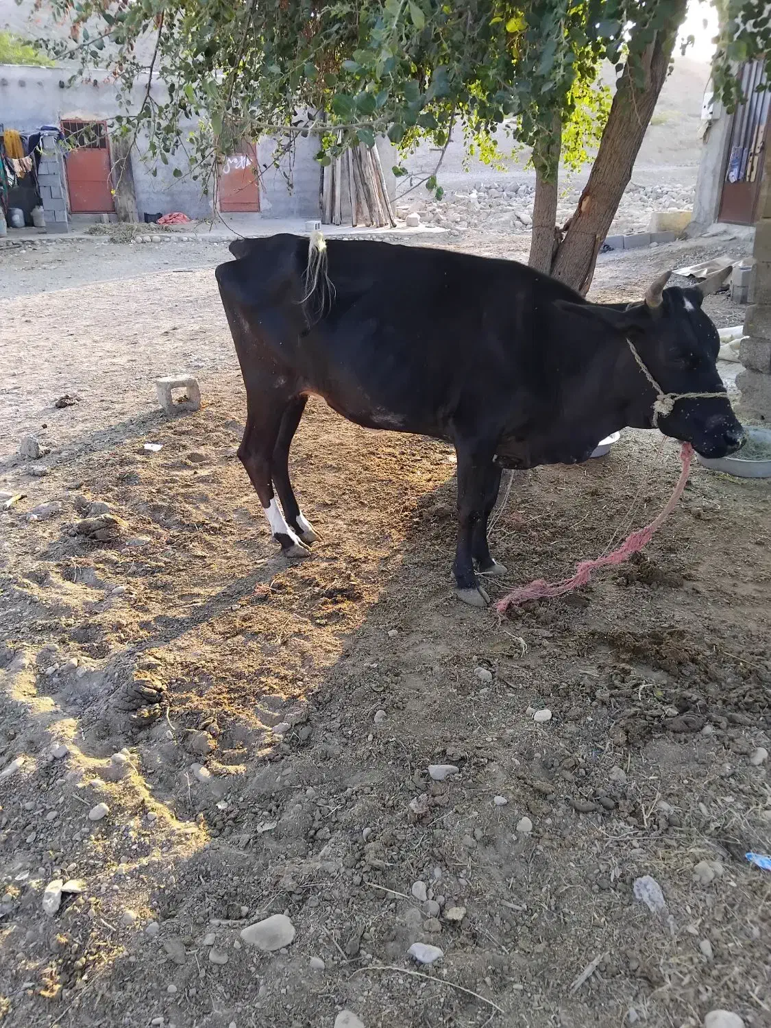 گاو فروشی|حیوانات مزرعه|بندرعباس, |دیوار