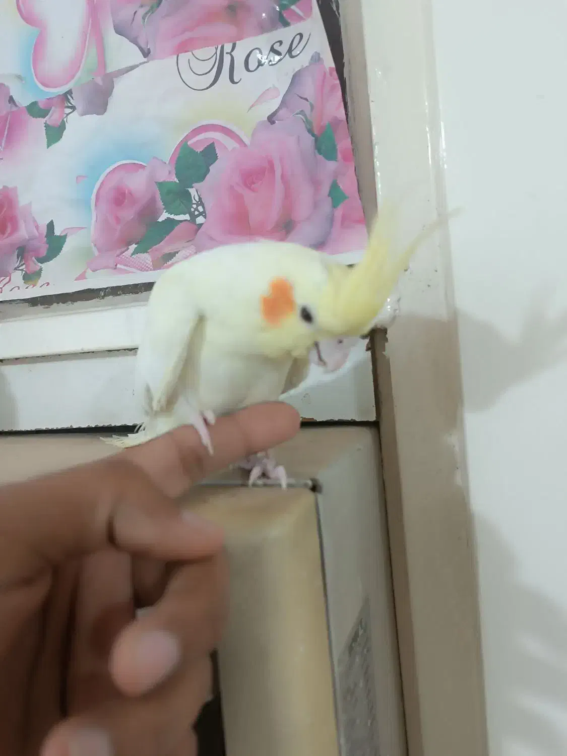 عروس هلندی گمشده|پرنده|شوشتر, |دیوار