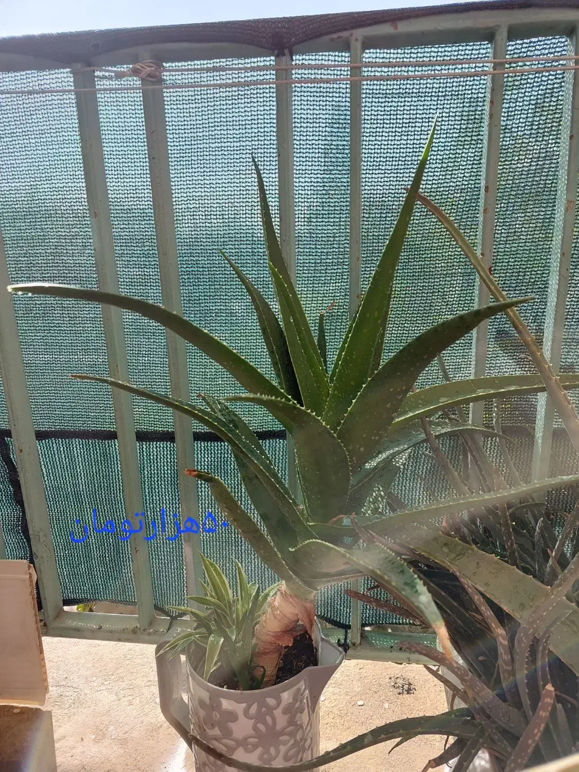 فروش گلدان های کاکتوس|گل و گیاه طبیعی|کرج, برغان|دیوار