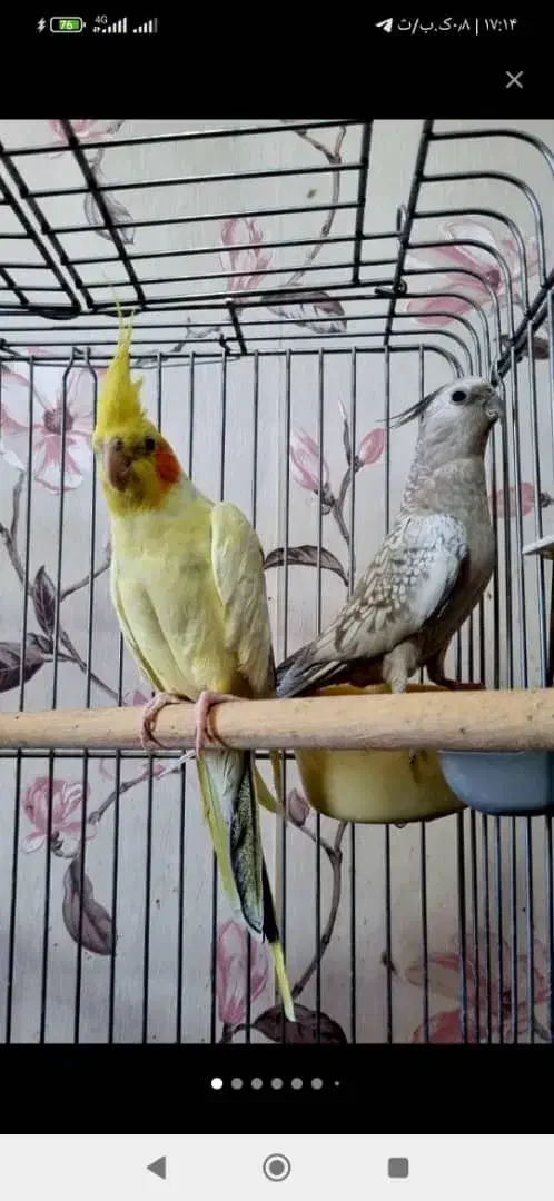 فروش شش عدد عروس هلندی طوطی ملنگو|پرنده|قدس, شهرقدس|دیوار